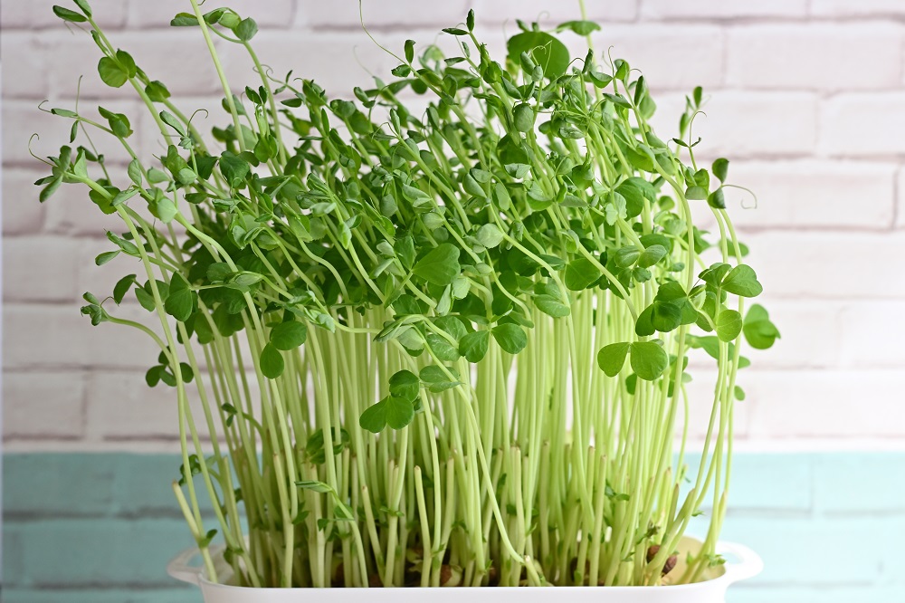 豆苗再生栽培7日目の様子(収穫期)